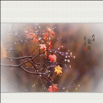 秋雨红叶
