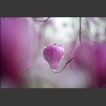 玉兰花