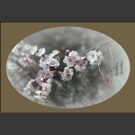 春暖花开