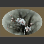 春暖花开