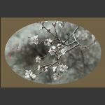 春暖花开