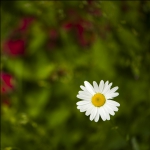 白菊花
