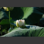 露荷蜜