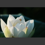 蜜莲花