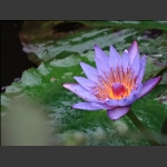 莲韵