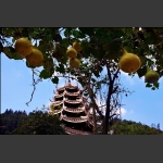 福满侗家