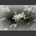 白菊