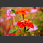 沾花惹草2