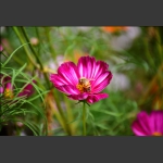 沾花惹草1