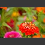 沾花惹草3