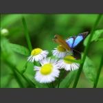 蝶恋花