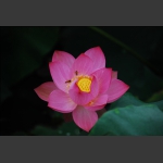 荷