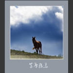 草原骏马