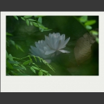 夏莲--15