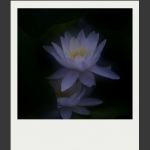 夏莲--10