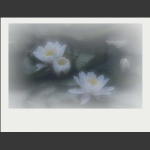 夏莲--43