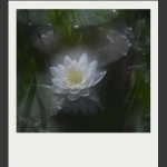 夏莲--37