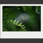夏莲--40