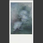 夏莲--39
