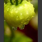 雨露