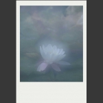 夏莲--51