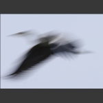 苍鹭写意--10