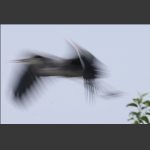 苍鹭写意--4
