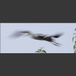 苍鹭写意--3