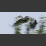 苍鹭写意--2