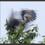 苍鹭写意--7