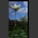 高洁