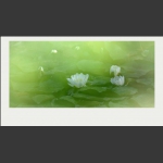 夏莲--61