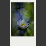 夏莲--63