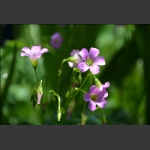 山花烂漫