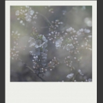 早春5