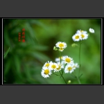 山花烂漫