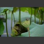 蜻蜒