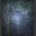 夏荷2