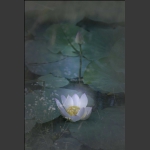 浪漫之夏-20