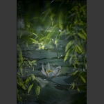 浪漫之夏-5