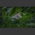野荷