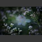 花魂