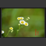 山花烂漫