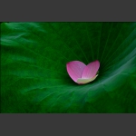 绿叶对花的情谊