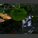 水草柔波2