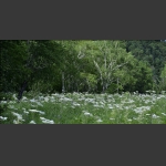 长白山之夏-10