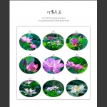 印象荷花