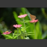 蝶恋花