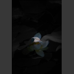 静谧