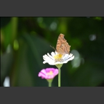 蝶恋花
